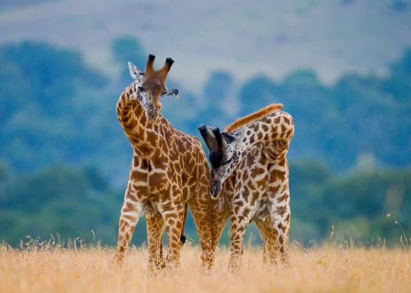 Couple of giraffes in its habitat