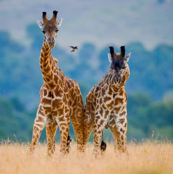 Couple of giraffes in its habitat