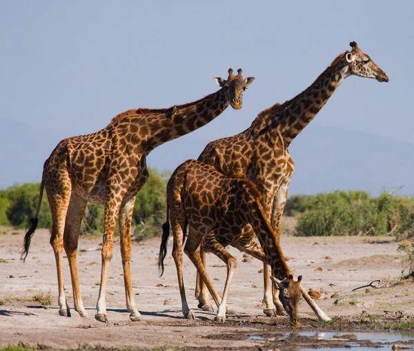 Group wild giraffes