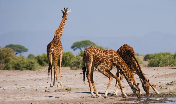 Group wild giraffes
