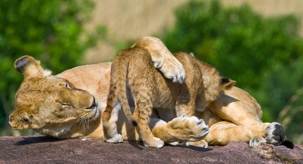 Lioness with lion cub
