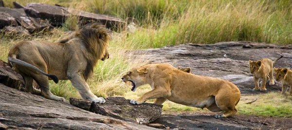 Lion and lioness fight