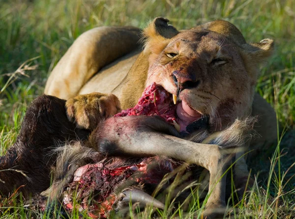 Lioness eating meat