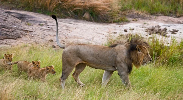 Three lion cubs follow lion