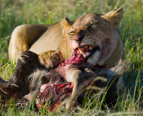 Lioness eating meat