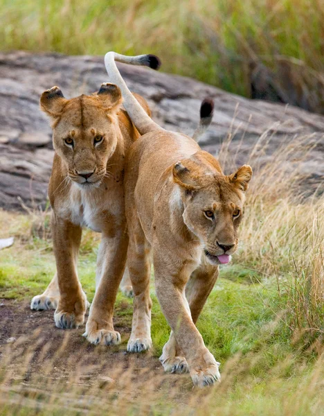 Two lioness in Tanzania.