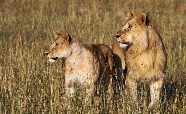 Lion and lioness in savannah