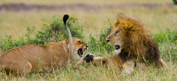 Lion and lioness fight close up