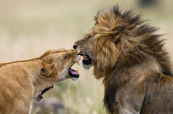 Lion and lioness in savannah