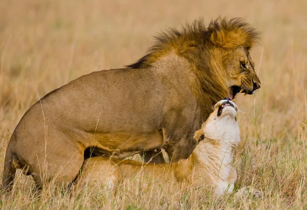 Lion and lioness fight close up