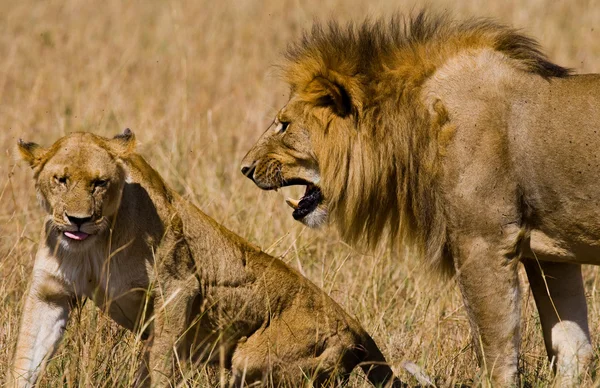 Lion and lioness fight close up