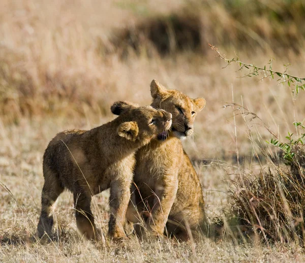 Two little lion cub