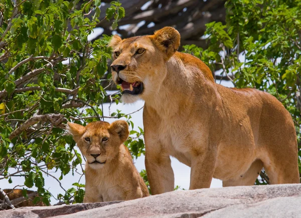 Lioness in its habitat with cub