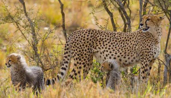 Mother Cheetah with her cubs
