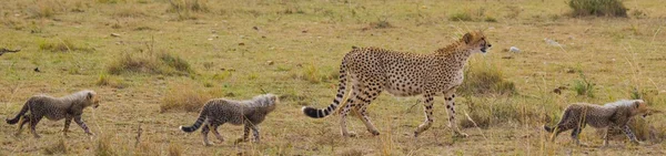 Mother Cheetah with her cubs