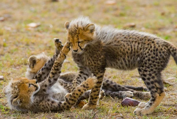 Playing cubs of Cheetah