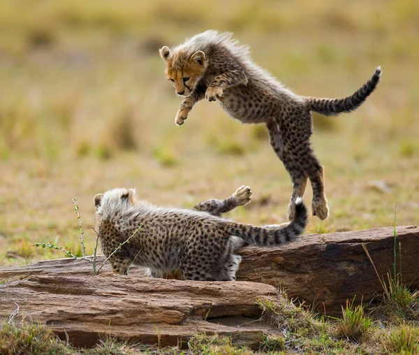 Playing cubs Cheetah