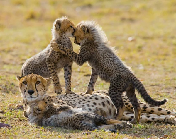 Mother Cheetah with her cubs