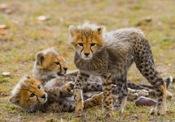 Playing cubs Cheetah