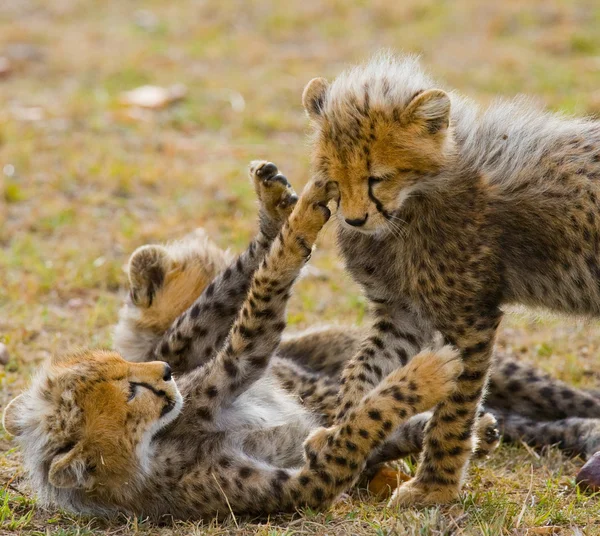 Playing cubs of Cheetah