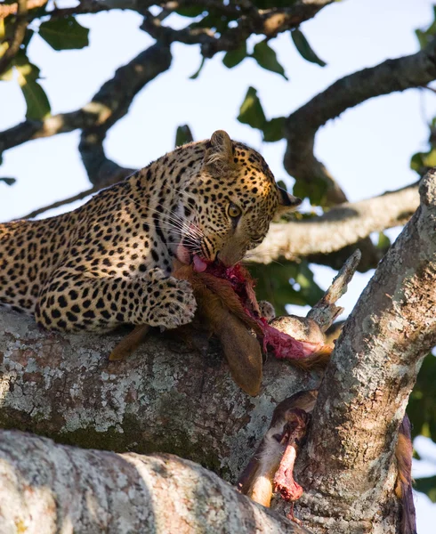 Leopard eating meat of dead animal