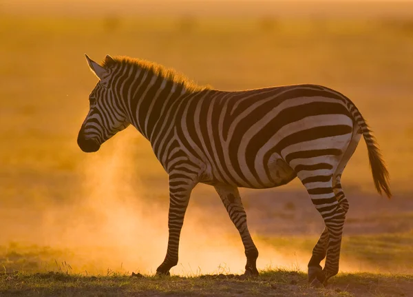 Zebra in the dust on sunset light.