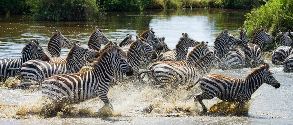 Zebras herd in its habitat running on water