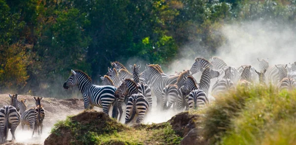 Zebras herd in its habitat.