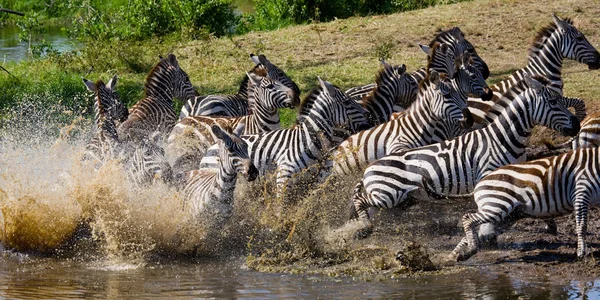 Zebras herd in its habitat running on water