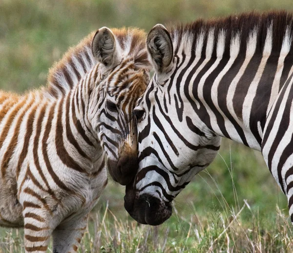 Zebra and cub in savannah
