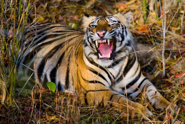 Close up  Portrait of a tiger