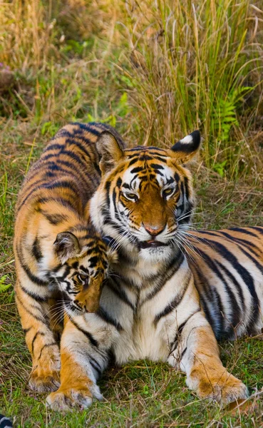 Cub and mother tiger