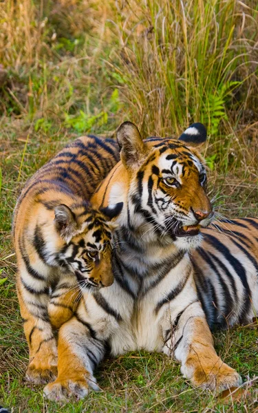 Cub and mother tiger