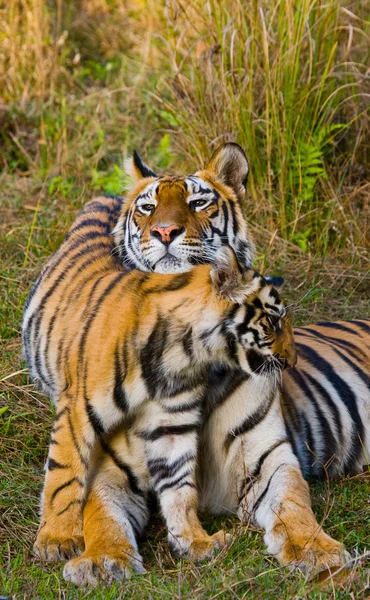 Cub and mother tiger