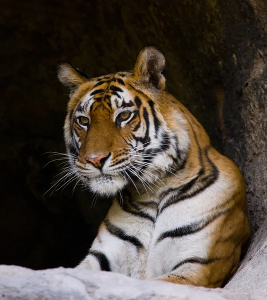 Close up  Portrait of a tiger
