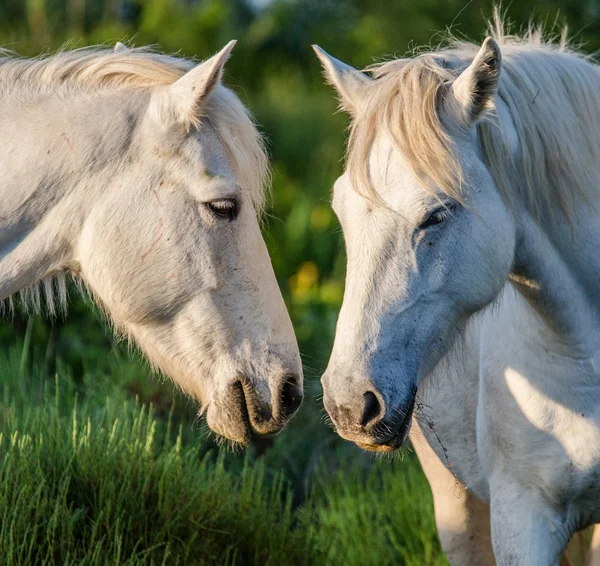 Portrait of two white horses
