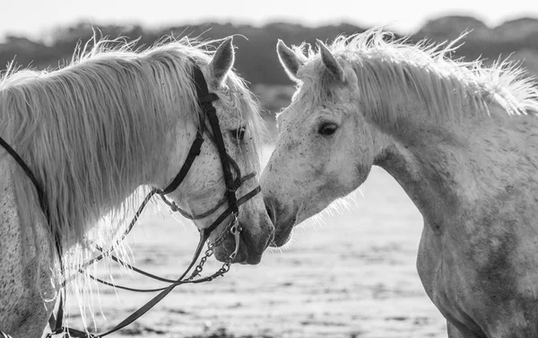 Portrait of two white horses