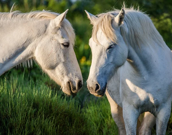 Portrait of two white horses