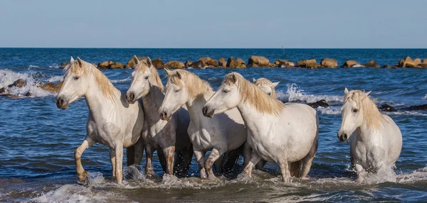 White Camargue Horses