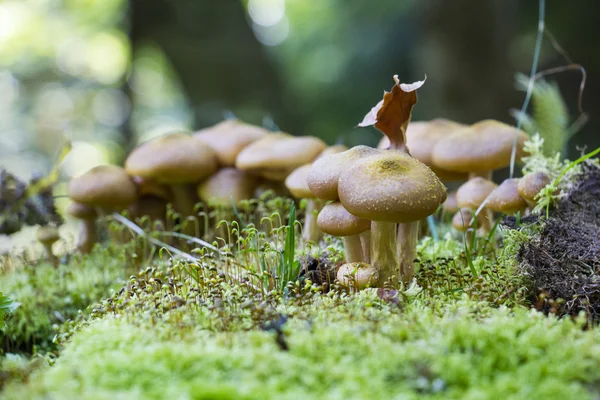 Mushrooms hidden in the forest litter