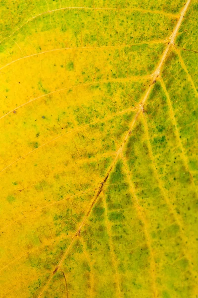 Autumn walnut tree leaf as background.