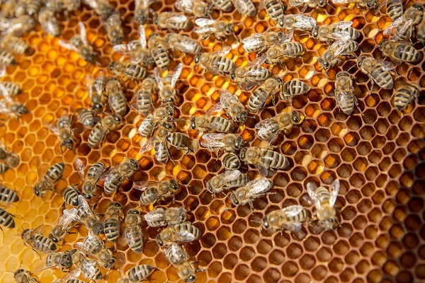 Close up view of the working bees and collected pollen in the ho