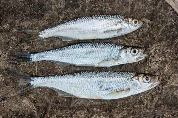 Several ablet or bleak fish on the natural background.