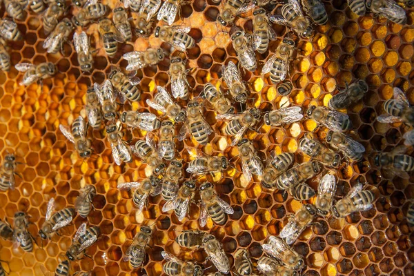 Close up view of the working bees and collected pollen in the ho