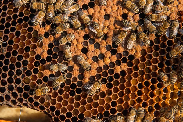 Busy bees inside hive with sealed cells for their young.