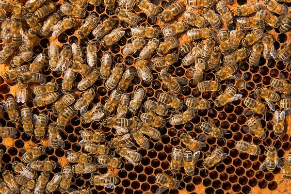 Busy bees inside hive with sealed cells for their young.