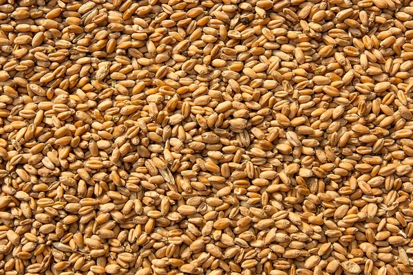 Grains of wheat in close up view perfect agriculture texture ima