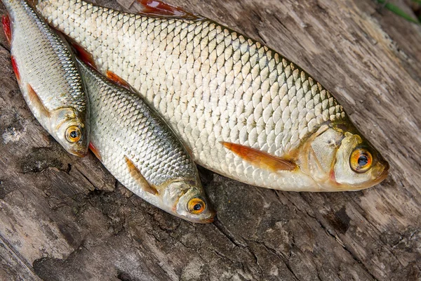 Several common rudd fish on natural background.