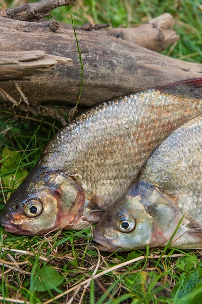 Close up view of the two common bream fish on green grass. Catch