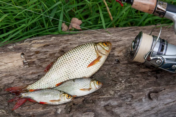 Several common rudd fish on natural background. Catching freshwa